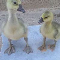 جوجه قو غاز اصلی