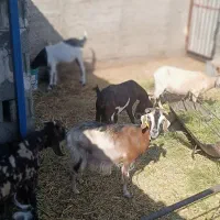 میش افشار بز کره نری