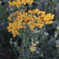 خوردنی وآشامیدنی