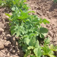 سیب زمینی خوارکی تازه