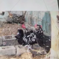 ستا خلفه خروس جوان