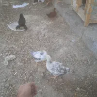 جوجه گلّ پایگانی