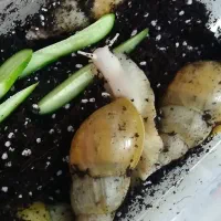 حلزون و خاوریار حلزون
