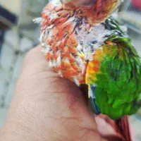 گرین جوجه یلوساید اکستریم