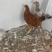 دو تا خروس و یدونه مرغ