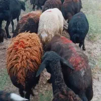 میش کاور تقلی