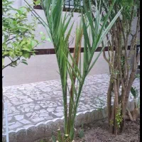 فروش درخت نخل