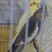 تعدادی جوجه‌ سرلاکی و عروس ماده مست با قیمت مناسب