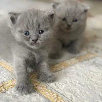 واگذاری اسکاتیش فولد