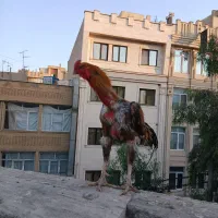 خروس اوشامو