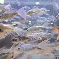 کوی سفید برفی سوپر باله