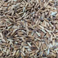 فروش شلتوک کیلوی 160تومن