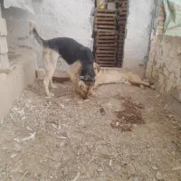 سگ پژدر گله ایی