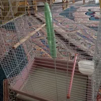 فروش قفس تمیز