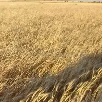 کاه گندم درجه یک