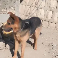 ژرمن  نر