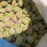 بادام محصول سال .پرمغز ودرشت باطعم عالی