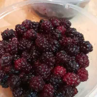 شاه توت تازه