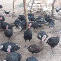 بوقلمون
