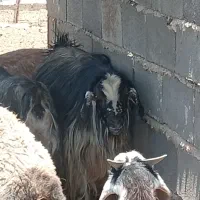 پازن جوان یک ساله