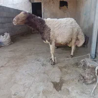 ورن داشتی چهار خلط سرحال بپر