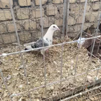 کبوتر یا کفتر پلاکی