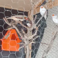 پرنده