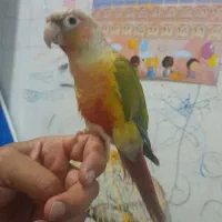 طوطی گرینچیک