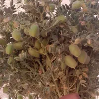 نخود سبز بلبلی