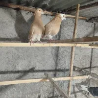 ی جفت حیوان عالی