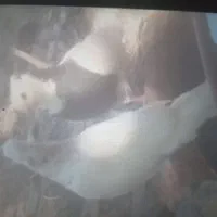 کبوترطوقی کاکل پاصاف