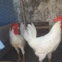 فروش خورس