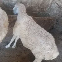 گوسفند