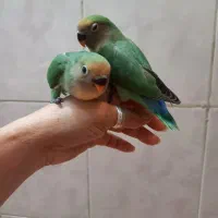 جوجه برزیلی دستی