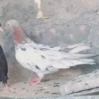 سور ماده