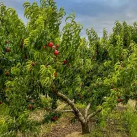 1.5 هکتار درخت شلیل