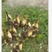 ۳۴ عدد جوجه اردک خارجی ۱۰ روزه