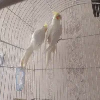 فروش عروس هلندی