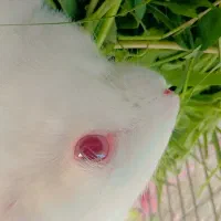 بچه خرگوش
