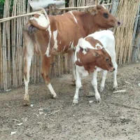 گاو با گوساله نر