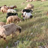 بزغاله|حیوانات مزرعه|کوزران, |دیوار