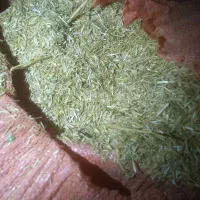 کاه گندم  کیلو ۱۲ تومان