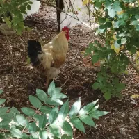 خروس حنایی درشت جوان مرغ گیر