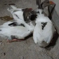 غاز|حیوانات مزرعه|گرگان, |دیوار