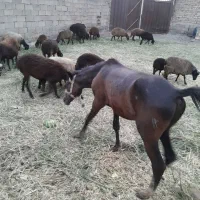 اسب|اسب و تجهیزات اسب‌سواری|شاهدشهر, |دیوار