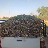 فروش فوری