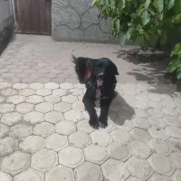 سگ گله
