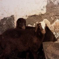 بره خوشگل