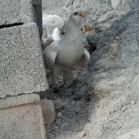 فروش مرغ پا بلند وپاکر