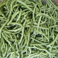 خیار وکدو ولوبیاسبز